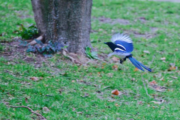 Bird flying over a tree