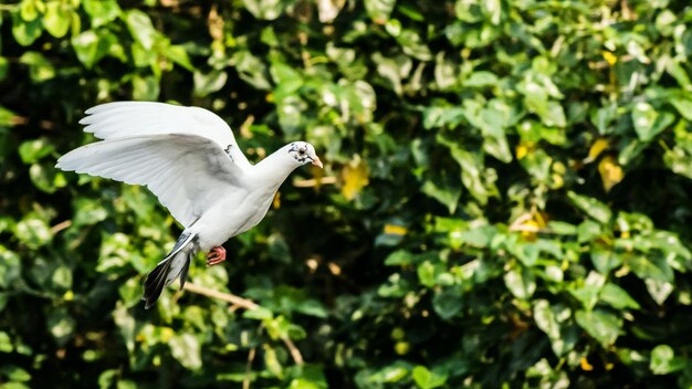 Bird flying over water