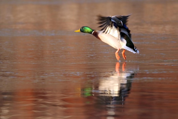 Photo bird flying over water