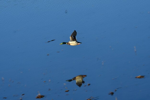 Bird flying over water