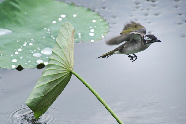 Foto un uccello che vola in acqua