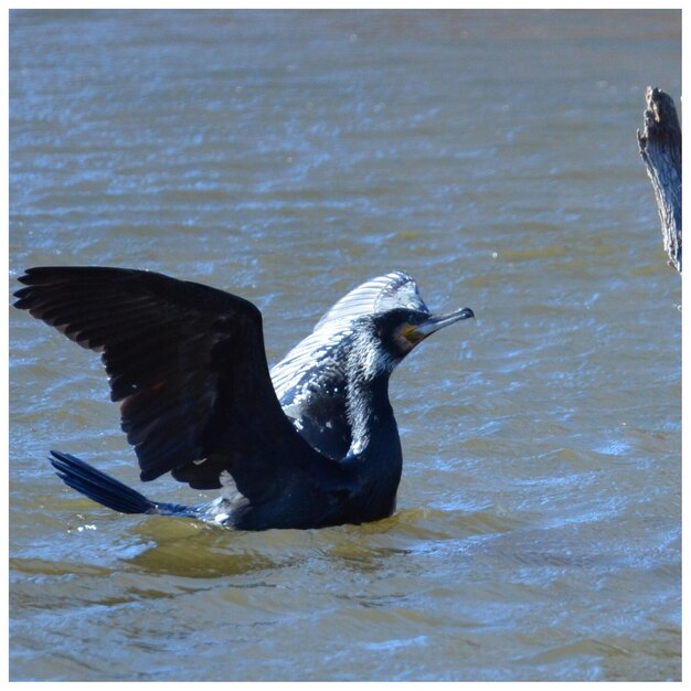 Foto un uccello che vola sopra l'acqua