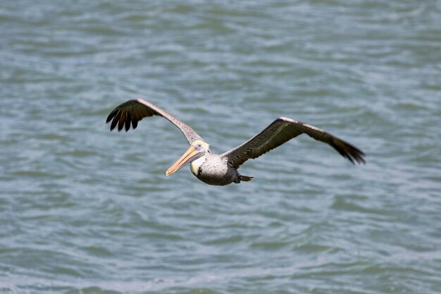 Photo bird flying over water