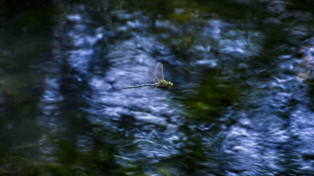 Bird flying over water