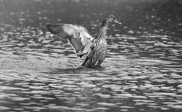 Photo bird flying over water