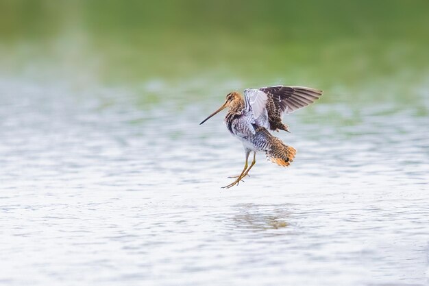 Bird flying over a water