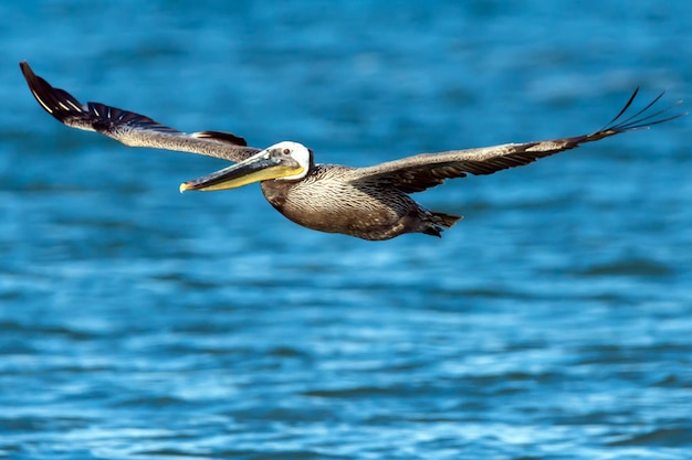 水面を飛ぶ鳥