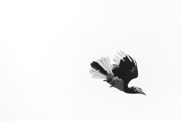 Photo bird flying over white background