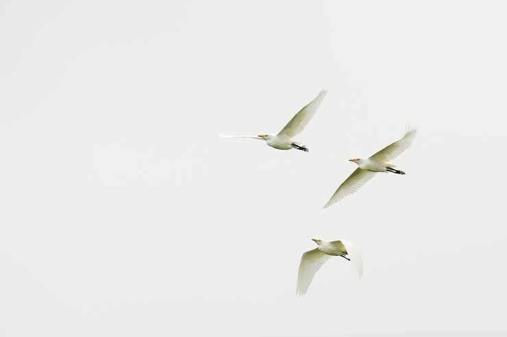 Photo  바탕 위 를 날아다니는 새