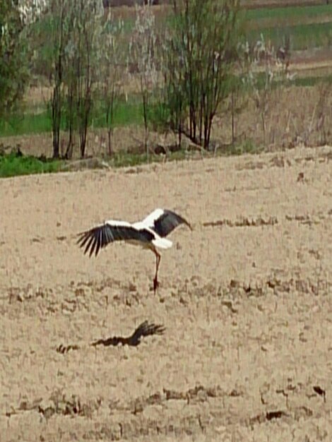 Foto uccello che vola su uno sfondo bianco