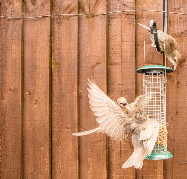 Photo bird flying over wooden fence