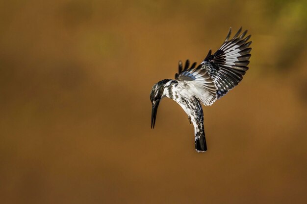 写真 鳥が飛ぶ