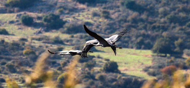 Photo bird flying