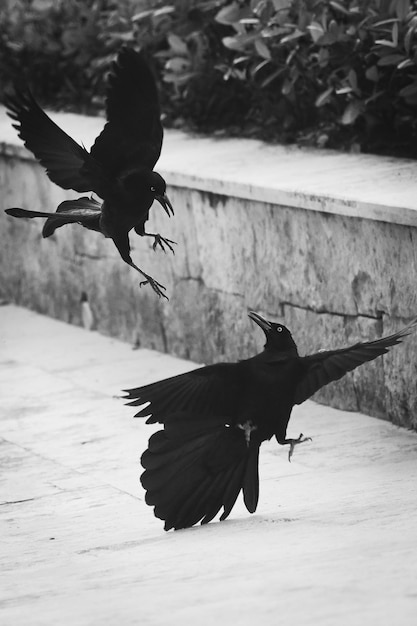 bird flying