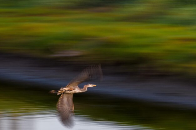 Photo bird flying