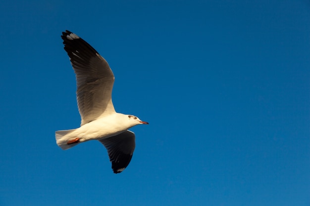 Bird flying