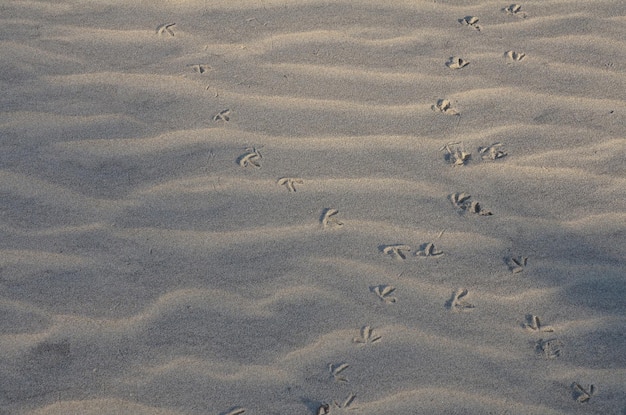 Bird footprint on the sand At Beach