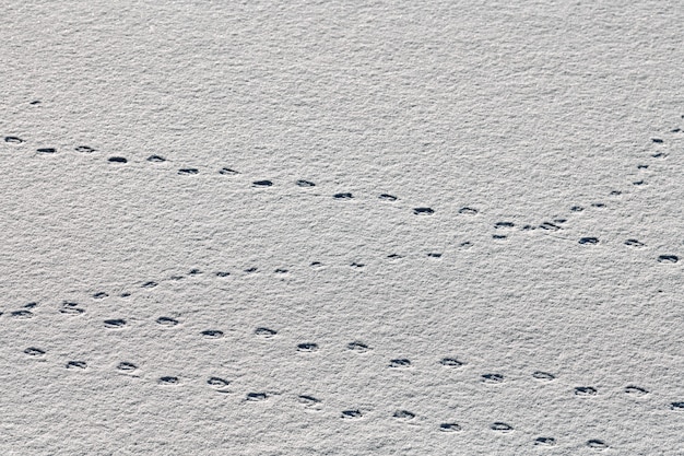 Bird footprints and traces of birds on white snow, close-up. Winter background.