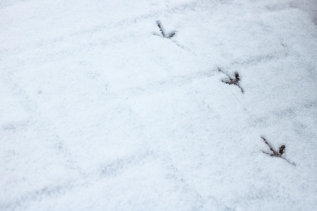 Bird footprints in white snow close up