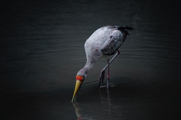 Photo bird foraging in lake