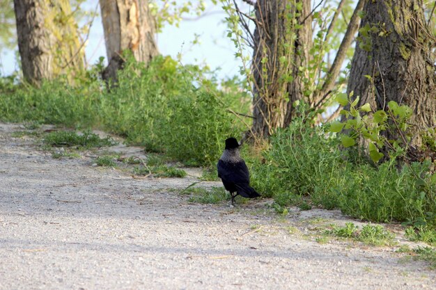 Bird in a forest