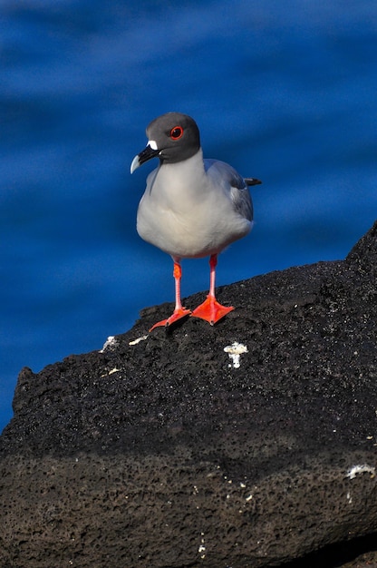 bird on the galapagos island of San Cristobal