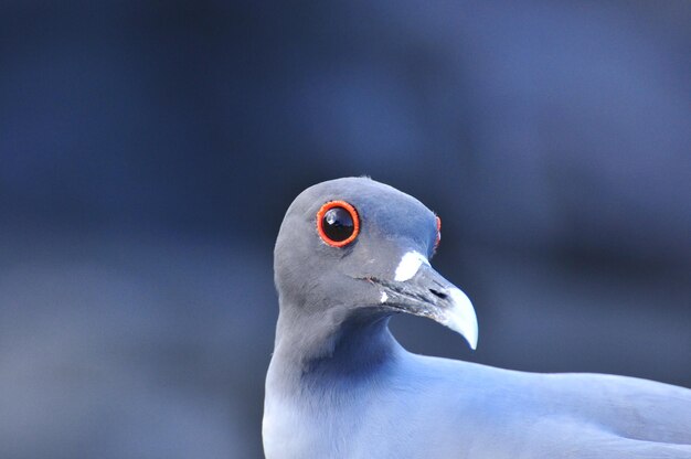 Photo bird on the galapagos island of san cristobal