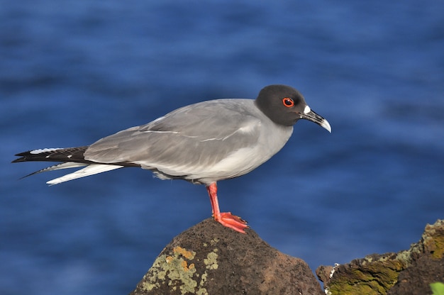 Uccello sull'isola delle galapagos di san cristobal