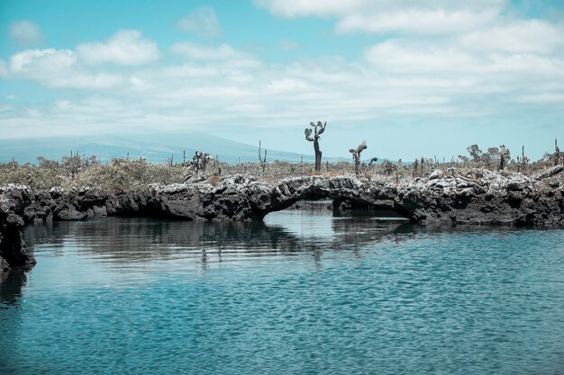 Foto uccello delle galapagos