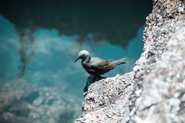 Foto uccello delle galapagos