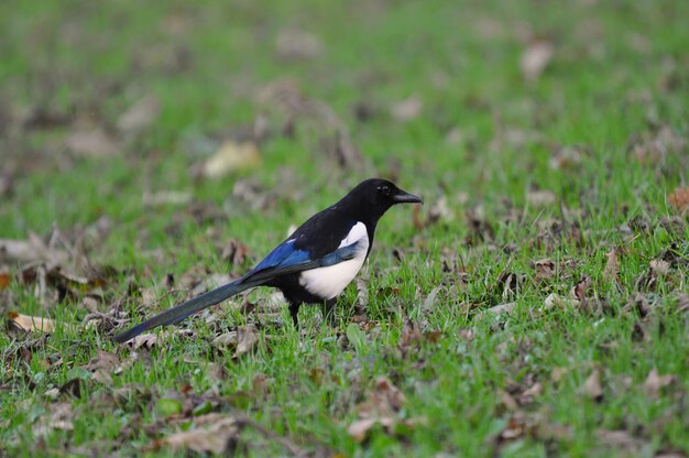 a bird in the garden