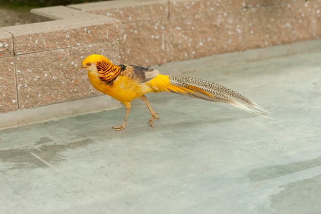 The bird golden pheasant Chrysolophus pictus also known as the Chinese pheasant and Rainbow pheasant