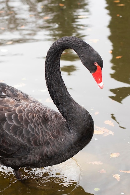 Bird. Graceful black swan in profile