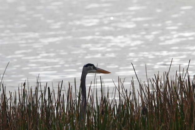 Photo bird on grass by lake against plants