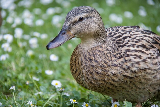 Bird on grass