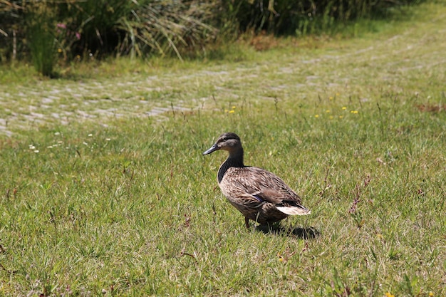 Bird on grass