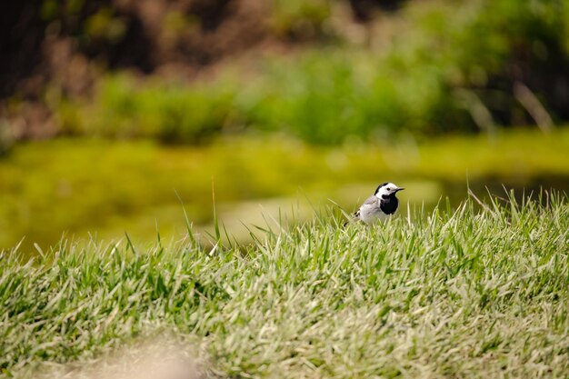 Photo a bird in the grass