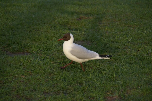 Photo bird on grassy field