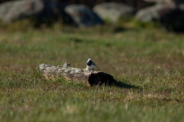 Foto uccello sul campo erboso