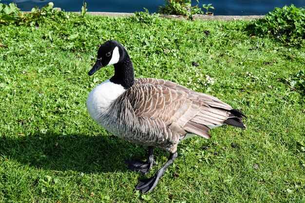 Photo bird on grassy field