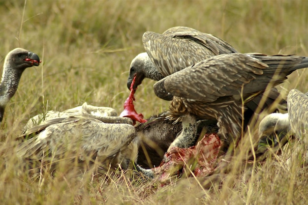 Foto uccello sul campo erboso