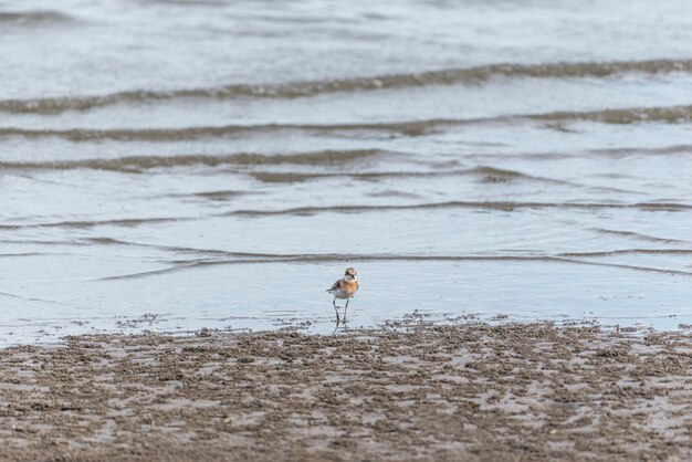 Bird (Greater sand plover) in nature wild