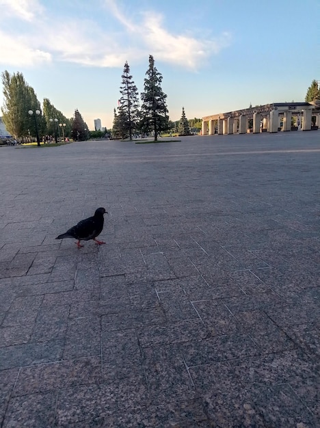 bird grey pigeon walking on a large square walk outdoors