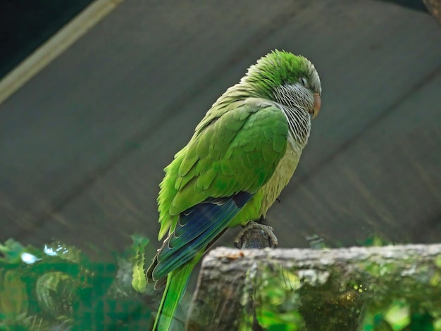 Crimsonfronted Parakeet Aratinga funschi 붉은 머리를 가진 밝은 녹색 앵무새의 초상화 코스타리카 열대 자연에서 온 야생 동물 장면