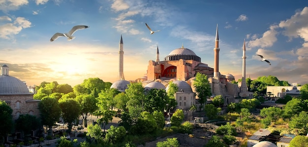 Bird and Hagia Sophia at sunset in Istanbul, Turkey