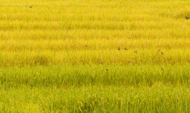 A bird herd is flying in a rice field