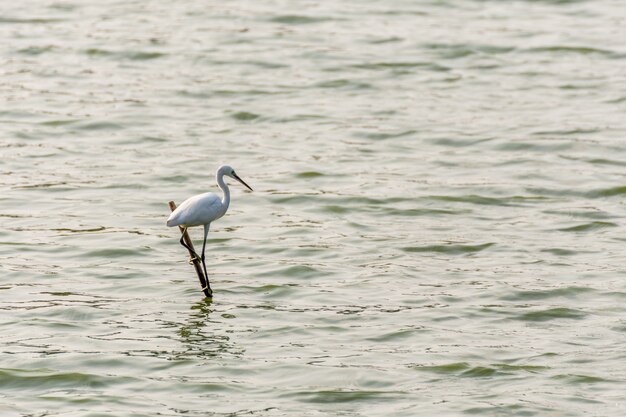 Bird (Heron, Bittern or Egret) white color in a park pond