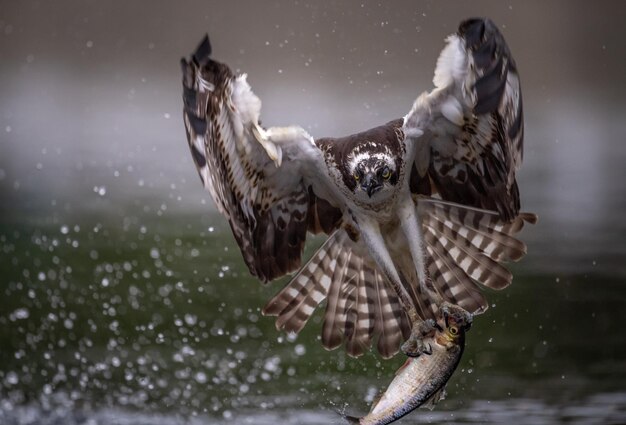 Foto uccello che tiene un pesce che vola sopra il fiume
