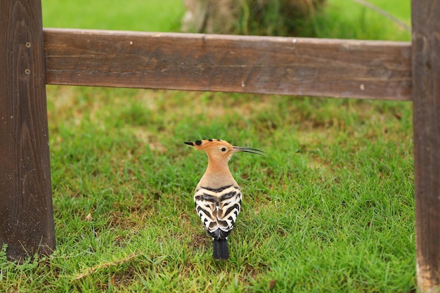 bird hoopoe on the grass