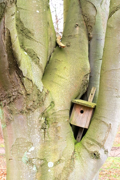 Bird house su un vecchio albero